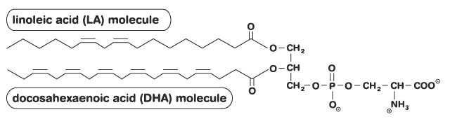 The molecular structure of phosphatidylserine molecule with docosahexaenoic acid (DHA) and linoleic acid (LA) tails